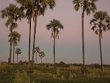 Africa 229 : Africa, Botswana, Evening Glow, Mombo, Nature, Okavango, Palm Trees, Trees